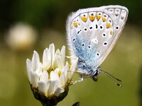 Polyommatus icarus 49, Icarusblauwtje, Vlinderstichting-Chris van Swaay  5.5 15:34