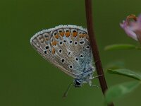 Polyommatus icarus 60, Icarusblauwtje, Saxifraga-Arthur van Dijk