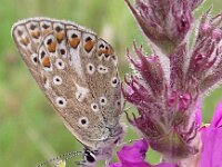 Polyommatus icarus 79, Icarusblauwtje, Saxifraga-Frank Dorsman  Polyommatu​s icarus, Icarusblau​wtje 080810 Hillegom