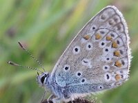 Polyommatus icarus 80, Icarusblauwtje, Saxifraga-Frank Dorsman  Polyommatu​s icarus, Icarusblau​wtje 080810 Hillegom