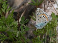 Polyommatus icarus 91, Icarusblauwtje, male, Saxifraga-Kars Veling