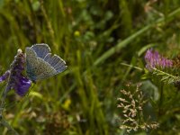 Polyommatus icarus 92, Icarusblauwtje, Saxifraga-Marijke Verhagen