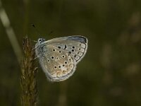 Polyommatus icarus, f celina 64, Icarusblauwtje, male, Saxifraga-Jan van der Straaten