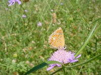 Polyommatus punctifera, Spotted Adonis Blue