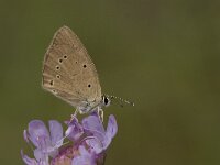 Polyommatus ripartii 3, Zuidelijk esparcetteblauwtje, Vlinderstichting-Kars Veling
