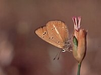 Polyommatus ripartii 5, Zuidelijk esparcetteblauwtje, Vlinderstichting-Albert Vliegenthart