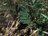 Polyommatus thersites, Chapmans Blue