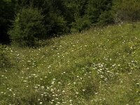 Polyommatus thersites 2, Esparcetteblauwtje, habitat, F, Isere, Saint Michel-les-Portes, Saxifraga-Marijke Verhagen