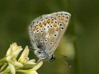 Polyommatus thersites 5, Esparcetteblauwtje, Saxifraga-Jan van der Straaten