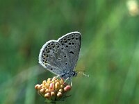 Polyommatus thersites 6, Esparcetteblauwtje, Vlinderstichting Kars Veling