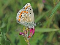 Polyommatus thersites 7, Esparcetteblauwtje, Vlinderstichting-Albert Vliegenthart
