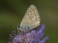 Polyommatus thersites 8, Esparcetteblauwtje, Saxifraga-Jan van der Straaten