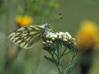 Pontia callidice, Peak White