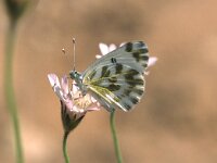 Pontia chlorodice, Small Bath White
