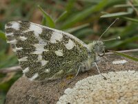 Pontia daplidice 12, Resedawitje, Saxifraga-Willem van Kruijsbergen