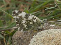 Pontia daplidice 14, Resedawitje, Saxifraga-Willem van Kruijsbergen
