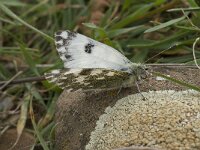 Pontia daplidice 16, Resedawitje, Saxifraga-Willem van Kruijsbergen