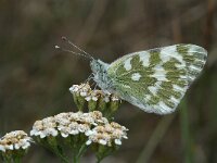 Pontia edusa 11, Oostelijk resedawitje, Vlinderstichting-Kars Veling