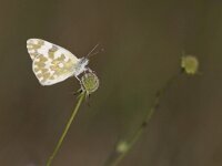 Pontia edusa 13, Oostelijk resedawitje, Saxifraga-Mark Zekhuis