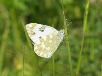 KULA-BESNA KOBILA. PONTIA EDUSA.