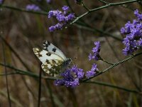 Pontia edusa 2, Oostelijk resedawitje, Vlinderstichting-Kars Veling