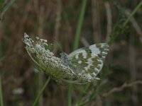 Pontia edusa 5, Oostelijk resedawitje, Vlinderstichting-Kars Veling
