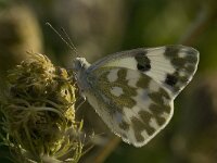 Pontia edusa 6, Oostelijk resedawitje, Vlinderstichting-Kars Veling