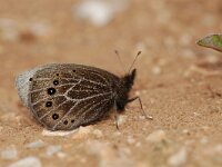 Proterebia afra, Dalmatian Ringlet
