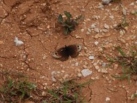 Proterebia afra 3, Veeloog, Vlinderstichting-Albert Vliegenthart