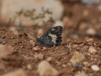 Pseudochazara anthelea, White-banded Grayling