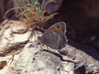 Pseudochazara orestes, Dils Grayling