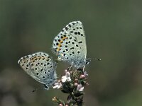 Pseudophilotes baton, Baton Blue