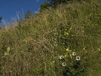 Pseudophilotes baton 2, Klein tijmblauwtje, habitat, F, Isere, Gresse-en-Vercors, Saxifraga-Jan van der Straaten