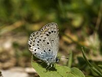 Pseudophilotes baton 3, Klein tijmblauwtje, male, Saxifraga-Jan van der Straaten
