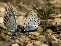 Pseudophilotes baton 4, Klein tijmblauwtje, male, Saxifraga-Jan van der Straaten