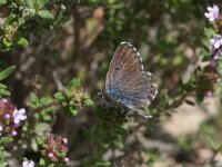 Pseudophilotes baton 7, Klein tijmblauwtje, male, Saxifraga-Kars Veling