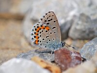 Pseudophilotes bavius, Bavius Blue