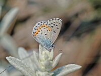 Pseudophilotes bavius 3, Salieblauwtje, Vlinderstichting-Albert Vliegenthart