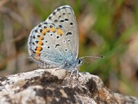 Pseudophilotes bavius 4, Salieblauwtje, Vlinderstichting-Albert Vliegenthart