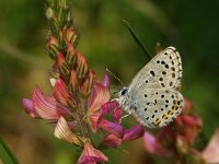 Pseudophilotes vicrama, Himalayan Blue