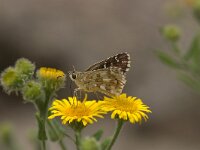 Pyrgus alveus, Large Grizzled Skipper