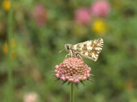 Pyrgus alveus 10, Groot spikkeldikkopje, Vlinderstichting-Kars Veling