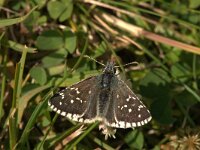 Pyrgus alveus 15, Groot spikkeldikkopje, Vlinderstichting-Kars Veling
