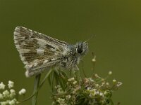 Pyrgus alveus 25, Groot spikkeldikkopje, Saxifraga-Jan van der Straaten