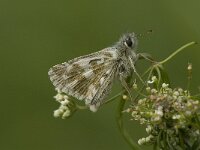 Pyrgus alveus 26, Groot spikkeldikkopje, Saxifraga-Jan van der Straaten