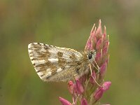 Pyrgus alveus 7, Groot spikkeldikkopje, Vlinderstichting-Kars Veling