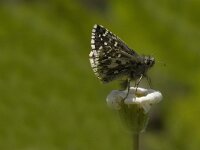 Pyrgus andromedae 2, Bergspikkeldikkopje, male, Saxifraga-Jan van der Straaten