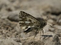 Pyrgus andromedae 3, Bergspikkeldikkopje, male, Saxifraga-Jan van der Straaten