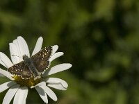 Pyrgus andromedae 8, Bergspikkeldikkopje, male, Saxifraga-Jan van der Straaten