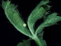 Pyrgus armoricanus, Oberthuers Grizzled Skipper